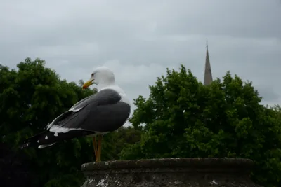 DSC_2547 (Large).JPG